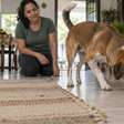 Seu cachorro pode estar entediado mesmo com a casa cheia de brinquedos e o sinal aparece em um comportamento que muita gente chama de manha
