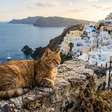 Eles buscam voluntários para viver em uma ilha grega: oferecem hospedagem gratuita em troca de cuidados com gatos