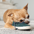 Por que o cachorro rói móveis e objetos? Veja 7 dicas para lidar com o comportamento