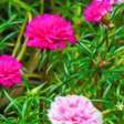 Onze-horas: veja como cultivar e manter a floração colorida