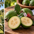 A fruta brasileira que ficou famosa na Nova Zelândia e quase ninguém reconhece quando vê no pé