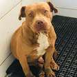 Pitbull assustado invade residência residência e autoridades buscam por dono na região metropolitana de Porto Alegre