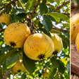 O fruto amazônico que parece simples por fora, mas tem um aroma difícil de confundir