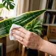Poucas pessoas sabem disso: como limpar as folhas da sua sansevieria ou espada-de-são-jorge com um ingrediente da cozinha.