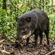 O animal brasileiro que parece um porco pequeno pode transformar um encontro tranquilo em confusão quando o grupo está por perto