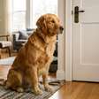 Veterinários explicam que cães agitados ao ver os donos chegando em casa nem sempre estão demonstrando felicidade