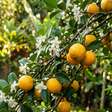 A fruta amarela que as avós cultivavam no quintal para atrair beija flores hoje enche bacias de frutos nas casas modernas brasilleiras