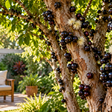 A árvore que parece ornamental, mas surpreende quando seus frutos começam a aparecer