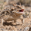 Quando fugir não funciona, este lagarto aumenta a pressão do próprio corpo até fazer os olhos sangrarem
