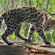 Pesquisa liderada por brasileiro identifica nova espécie de felino em florestas da Bolívia