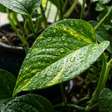 Nas casas japonesas não há mau cheiro no banheiro porque o espaço não é perfumado com spray, mas ventilado com pequenas plantas que ajudam a absorver a umidade naturalmente