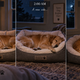 O lugar onde seu cachorro dorme pode explicar por que ele troca de cama várias vezes durante a noite