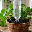 Como fazer as plantas se regarem sozinhas quando você for viajar