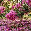 A árvore que cresce muito rápido, oferece uma sombra bem fresca e tem flores que parecem formar um tapete celestial