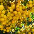 Nanche: fruta pouco conhecida é rica em proteínas e vitamina C