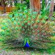 Você sabia que o pavão consegue voar? Veja curiosidades sobre a ave