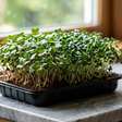 Pouco espaço e colheita rápida: microverdes de rabanete, brócolis, couve e outras espécies podem ser cultivados dentro da cozinha e ficar prontos em cerca de 10 a 14 dias