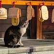 Os gatos de rua estiveram prestes a ser classificados como espécie invasora no Japão
