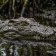 Censo revela 586 crocodilos-de-água-salgada nas ilhas Andamão e Nicobar, mas pesquisadores não conseguiram acessar 3 locais
