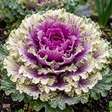 O jardim de setembro que continua bonito mesmo quando as flores diminuem: couve ornamental, repolho ornamental e acelga colorida transformam vasos com folhas roxas, brancas, verdes e hastes multicoloridas