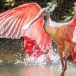 Engenhosidade da natureza: os maiores bicos de aves