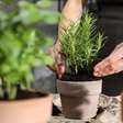 Primavera: Banhos de ervas para renovar energias e atrair prosperidade