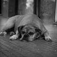Como a espiritualidade explica a morte dos nossos cães?