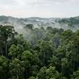Estudo na Amazônia aponta que proteger floresta existente supera restauração em custo-benefício