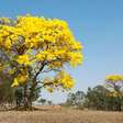 Quando o ipê floresce? Entenda o ciclo de floração dessa árvore brasileira