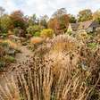 Não corte todas as flores secas do jardim: equináceas, girassóis e gramíneas podem manter sementes para os pássaros e caules que servem de abrigo para insetos durante os meses frios