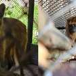 Parque Zoológico de Sapucaia do Sul permanece fechado até quinta-feira após queda de árvores