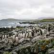 Cientistas identificam quatro novos grupos de pinguim