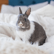 Nem só de cenoura vive um coelho: 7 erros que parecem inofensivos, mas podem fazer mal ao animal
