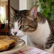 Não é nojo: por que alguns gatos ficam de boca aberta depois de cheirar algo