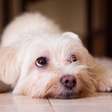 Como adaptar a casa para cães idosos? Essas dicas vão transformar o ambiente