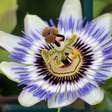 Chá de Passiflora: Relaxamento e Benefícios, mas com Cuidados