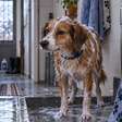 Banho no inverno: de quanto em quanto tempo o cachorro precisa ser lavado?