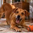 Cachorro obcecado por bolinha: quando a brincadeira deixa de ser saudável