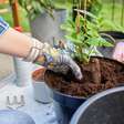 Como aproveitar resíduos para cuidar das plantas em casa