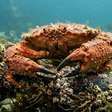 Turbinas eólicas no mar estão atraindo caranguejos em Rhode Island, mas cientistas ainda investigam se elas criam novos habitats ou apenas concentram os animais