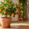 Como cultivar uma laranjeira em casa para ter frutos deliciosos o ano todo