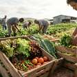Governo libera R$ 64,2 milhões para segurança alimentar e apoio a povos indígenas