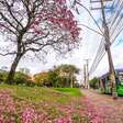 Primavera chegou! Veja o que esperar do tempo nesta nova estação no RS