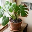 Se as pontas das folhas das suas plantas estiverem marrons, o problema não é a rega, mas a umidade do ambiente