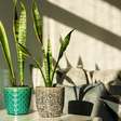 Espada-de-São-Jorge: a planta perfeita para deixar no quarto e purificar o ar enquanto você dorme