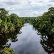 Florestas alagadas, rios gigantes e uma área protegida com mais de 5 milhões de hectares: o complexo amazônico brasileiro onde a biodiversidade da maior floresta tropical do mundo permanece preservada