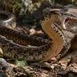 Parece uma cobra perigosa e pode alcançar 2,5 metros, mas a muçurana caça jararacas e é inofensiva para humanos