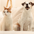 Novo pet em casa? Veja 5 erros na adaptação com o animal que já mora no lar