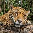 Maior planície alagável tropical do planeta, milhares de espécies e paisagens que mudam conforme o ciclo das águas: o território brasileiro de quase 188 mil hectares reconhecido pela importância ecológica do Pantanal