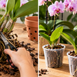 Fazer mudas de orquídeas em casa é possível: três dicas para multiplicar suas plantas segundo jardineiros experientes